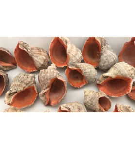 Gongaz Deniz Kabuğu Süs Dekoratif Akvaryum Süsleme 7-8 Cm 5 Adet