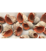 Gongaz Deniz Kabuğu Süs Dekoratif Akvaryum Süsleme 7-8 Cm 5 Adet