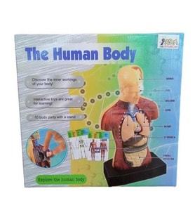 MAKET İNSAN VÜCUDU BİLİM SETİ