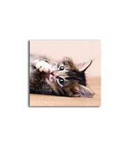 DBSanatevi Yavru Kedi Tablo 70 X 70 Cm