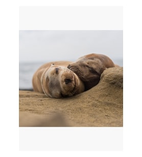 Deniz Aslanı Çift La Jolla'da Sarılma Tablo Ahşap Poster Dekoratif