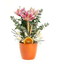 Premium Seramik Saksıda Pembe Lilyum