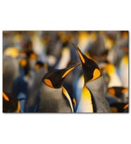 Cakatablo Antartikada Penguen Çifti MDF Tablo