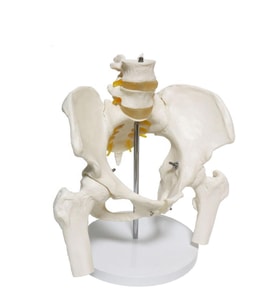 Omurga Pelvis Maketi Model 24