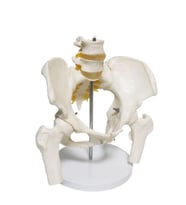Omurga Pelvis Maketi Model 24