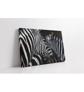 Yakın Çekim Zebra