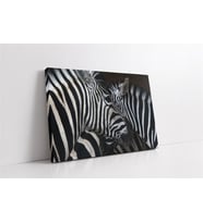 Yakın Çekim Zebra