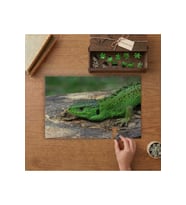 Kum Kertenkelesi - Yeşil Kertenkele Tasarımı 240 parça Ahşap Puzzle Ahşap Kutuda MP06075