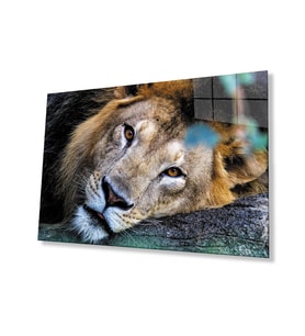 Aslan Hayvan Cam Tablo 4mm Dayanıklı Temperli Cam