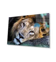 Aslan Hayvan Cam Tablo 4mm Dayanıklı Temperli Cam