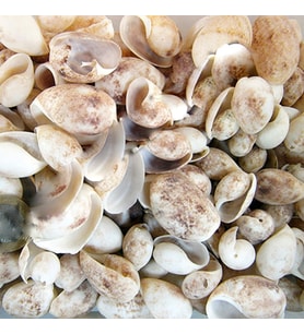 Bulla Ampula Kiloluk Deniz Kabuğu (1 KG)