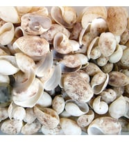 Bulla Ampula Kiloluk Deniz Kabuğu (1 KG)
