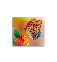 Renkli Kelebek Tablo 70 X 70 Cm