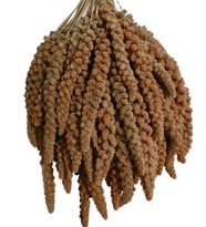 Kuşlar İçin Kızıl Dal Darı 150 gr