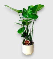Monstera (Deve Tabanı)
