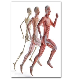 Cakatablo Çalışan erkek anatomisi MDF Tablo