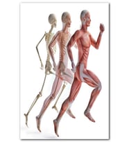 Cakatablo Çalışan erkek anatomisi MDF Tablo