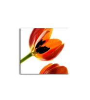 DBSanatevi Gelincik Tablo 50 X 70 Cm