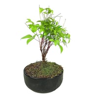 Nandina Bonsai