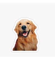 Golden Retriever Köpek Sticker Araba Oto Yapıştırması 17CM A9