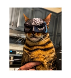 Yeni Estevia Yarasa Kedi Batman Kedi Maskesi P717887 Company Kedi Şapka