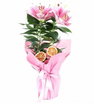 Pembe Tasarım Lilyum Çiçeği