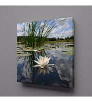 AKARSUDAKİ ZAMBAK KANVAS TABLO 50x50cm (Karışık)