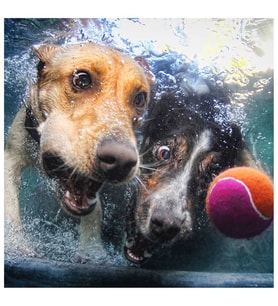 Prime 3D Su Altında Köpekler Puzzle 100 Parça 20529