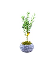 Zeytin Bonsai