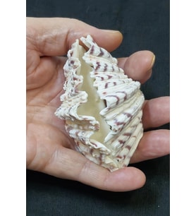İki Parçalı Deniz Kabuğu Tridacna Gigas 9DK2