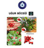 Kırmızı Uğur Böceği 50 Adet Dekor Uğur Böceği Desenli Süs Parti Malzemesi