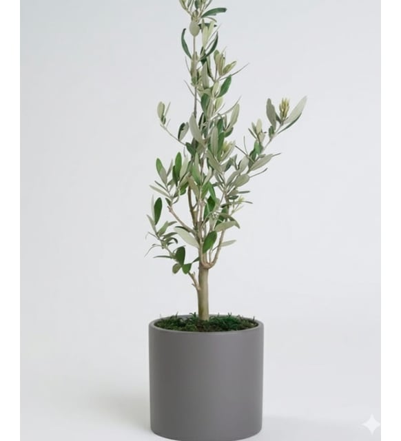 bonsai zeytin