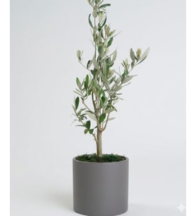 bonsai zeytin