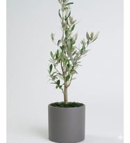 bonsai zeytin