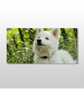 Beyaz Köpek Kanvas Tablo 200x100cm (Karışık)
