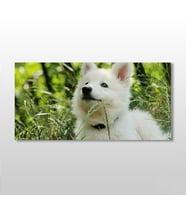 Beyaz Köpek Kanvas Tablo 200x100cm (Karışık)