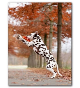 Cakatablo MDF (Ahşap) Tablo Dalmaçyalı Köpek Oyun Görseli