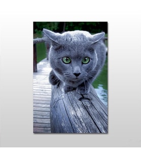 Gri Kedi Kanvas Tablo 200X100 (Karışık)