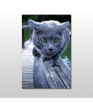 Gri Kedi Kanvas Tablo 200X100 (Karışık)