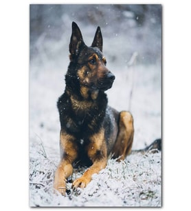 Cakatablo Karlar Üzerinde Kurt Köpeği MDF Tablo