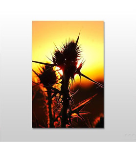 Kaktüs Kanvas Tablo 120X60 (Karışık)