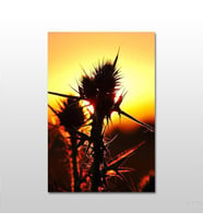 Kaktüs Kanvas Tablo 120X60 (Karışık)