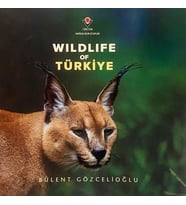 Wıldlıfe Of Türkiye