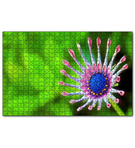 Cakapuzzle Güney Afrika Papatyası Görseli  Puzzle Yapboz MDF (Ahşap) (120 Parça)
