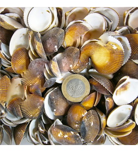 Brown Cochles (1 KG)