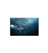 DBSanatevi Deniz Kaplumbağası Ve Balıklar Tablo 50 X 70 Cm