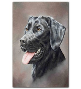Cakatablo Siyah Labrador Çizim MDF Tablo