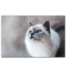 Cakatablo Mavi Gözlü Ragdoll Kedisi MDF Tablo