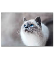 Cakatablo Mavi Gözlü Ragdoll Kedisi MDF Tablo