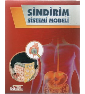 Bozkırlı Sindirim Sistemi Modeli Kutulu